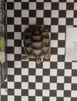Griechische Landschildkröten von Jahr 2025 - Kyritz