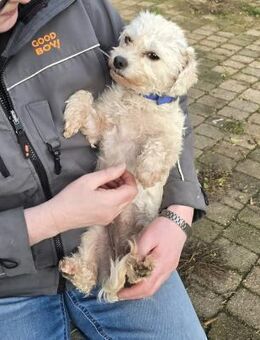 Entzückende Tiffy - Berlin