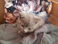 BKH Kitten weiblich - Ruppertsweiler