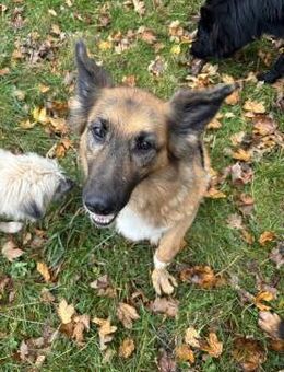 Moni - unsere sanfte Seele - Süderdorf