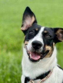 Snoopy - kleiner Spitzbub - Elsdorf (Nordrhein-Westfalen)