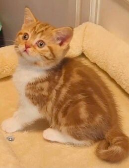 Bezauberndes Britisch Kurzhaar Kitten in seltener Farbe Cinnamon Tabby White White - Köln