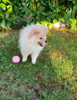 Pomeranian Zwergspitz Welpe - Wiesbaden