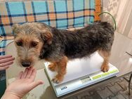 Paul 10 Monate Rauhaardackel Mix sucht L - Kassel