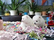 Reinrassige Pomeranian Welpen - Kyritz
