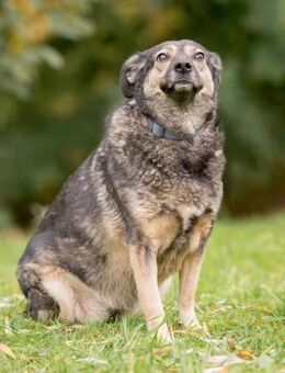 Gerda❤️auf der Suche nach ihren Menschen - Rott (Inn)