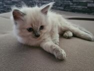 Birma Neva Masquarade Mix kitten - Marl (Nordrhein-Westfalen)