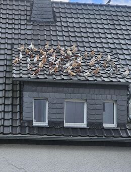 Tauben gemischt - Drolshagen Zentrum