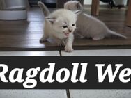 Liebe Ragdoll Fans, unsere 10 bildhübsche Ragdoll Kitten - Kirchheim (Teck) Zentrum