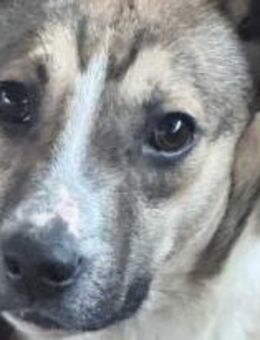 Amadeus ist so verkuschelt 🐾 - Elsdorf (Nordrhein-Westfalen)