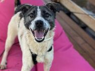 Freundlicher, offener Lenny sucht dich! - Berlin