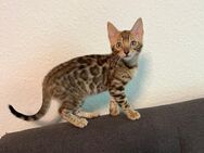 Rein Rassige Bengalkitten zu verkaufen - Gladbeck