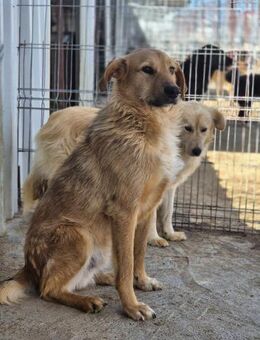 Hübscher PICO sucht liebe Familie - Neuberg