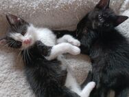 2 richtig süsse 12 Wochen alte Katzen zusammen abzugeben - Velbert