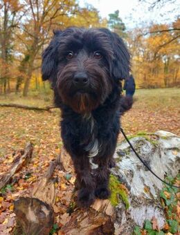 Rogella ist eine richtige Frohnatur - Schafflund