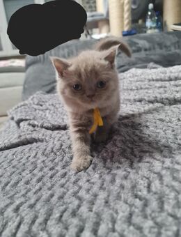 BKH Kitten - Germersheim