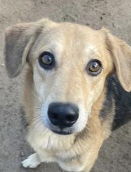 EMMETT - ein toller Kerl - Dänischenhagen