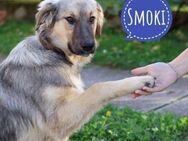 Smoki - Achtung Traumhund! - Mannheim