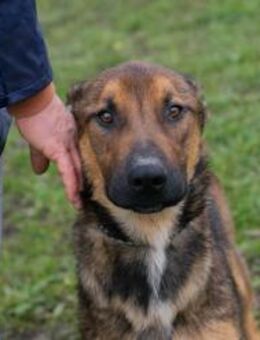 BUDDY - gern ganz dicht dabei - Overath