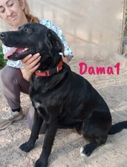 Dama1 Labrador-Mix sucht Familie 9/20 ES - Ruppertsecken