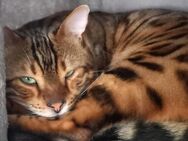 2 Bengalkatzen suchen liebevolles neues Zuhause - Schwäbisch Gmünd