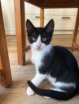 Schwarz weiße Katzen Babys - Lübeck
