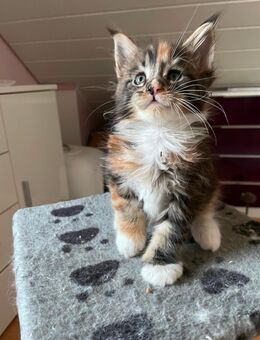 Maine Coon Kitten XXL reinrassig - Nordheim