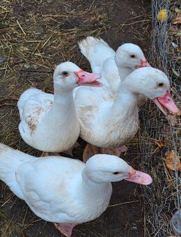 Wir verkaufen unsere enten / erpel - Lelkendorf