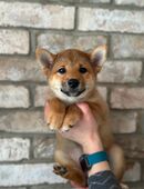 Shiba Welpen in 74842