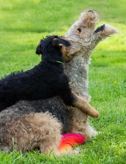 Airedale Terrier - Behren-Lübchin