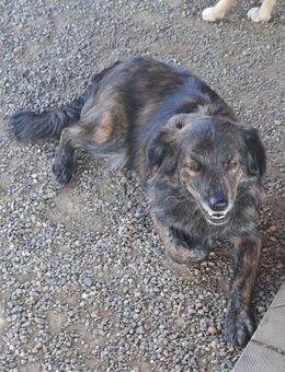 Gabi (freundlich und agil) - Köln