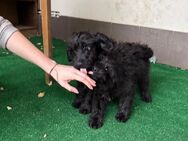 Lola sucht ihre Familie - Marpingen