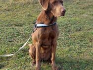 Labrador/ Vizsla Hündin , 6 Jahre - Kappeln (Schleswig-Holstein)