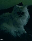 Lissy sucht neue Familie in 08525
