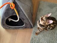Reinrassiger Bengal Kater - Leck