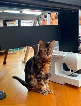 Zwei tolle Hauskatzen suchen ein neues Zuhause (Leo & Liki) - München
