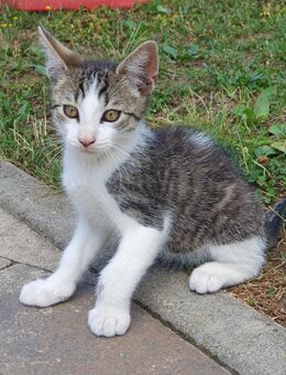 Kater, 12 Wochen alt, handzahm, entwurmt - Oberderdingen