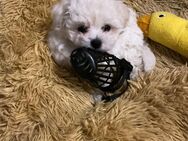 Niedliche Bichon Frise Welpen abzugeben - Katlenburg-Lindau