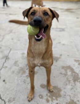 Gordo sucht aktive Menschen - Laatzen