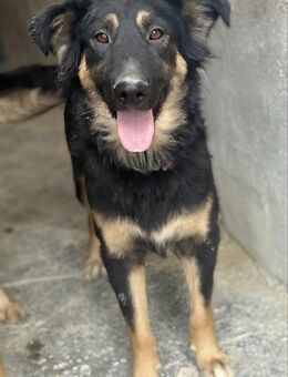 Ofelia-Mischlingsdame mit Charme + Power - Bad Camberg