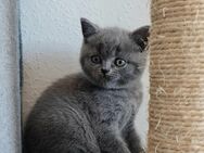 BKH Kitten 1 Weibchen und 1 Männchen frei