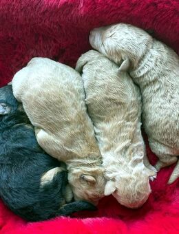 Lakeland Terrier Welpen abzugeben! - Klostermansfeld
