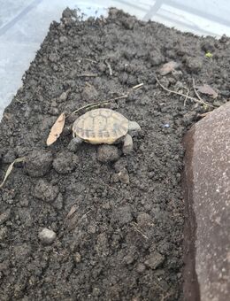 Griechische Landschildkröten. NZ 21/22/24 - Augsburg