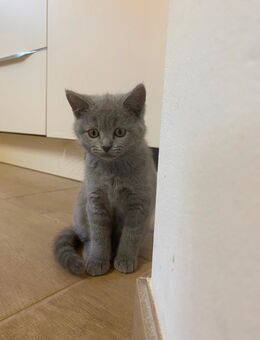 BKH Kitten - Ritterhude