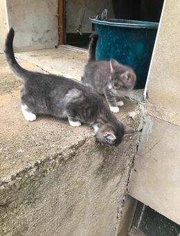 Katzen , Kater ,Kitten , Hauskatze - Karstädt (Brandenburg)