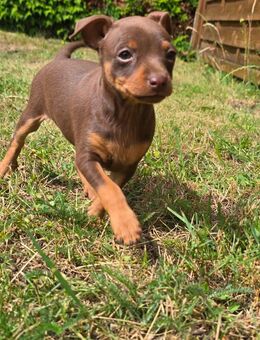 Zwergpinscher Welpen - Demmin