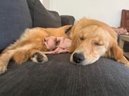 Golden Retriever Welpe - Velbert