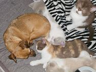 5 süße BKH Kitten - Hennef (Sieg)