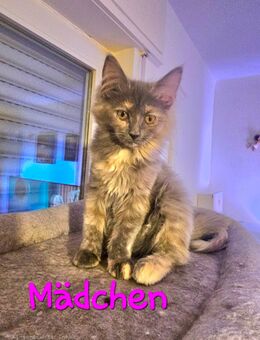 Wir haben noch 2 zuckersüßes Maine Coon Kätzchen - Rüsselsheim