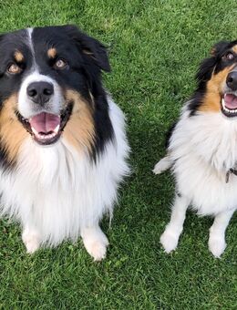 Australian shepherd collie mix - Großefehn